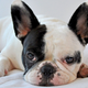 Image for article titled Pet Matchmaking Site Uses Algorithm to Match Users to Their Dream Dogs